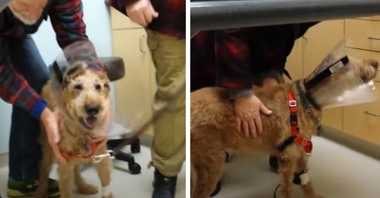 Der blinde Hund kann nach einer Operation sehen: das Video seiner unbändigen Freude