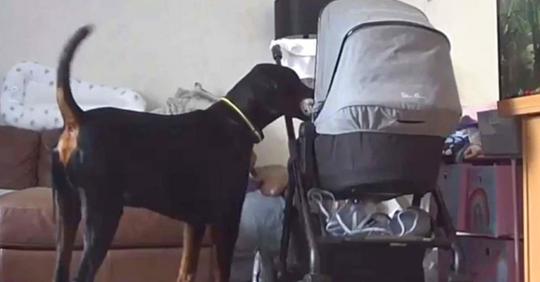 Ein Hund beruhigt ein neugeborenes Mädchen, indem er ihm sein Lieblingsspielzeug bringt