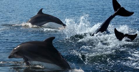 Delfine helfen Rettungsmannschaft, einen Schwimmer in Not zu finden