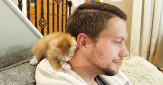 Ginger ist ein liebevolles Kätzchen, das sich Hals über Kopf in ihren Pflegevater verliebt hat
