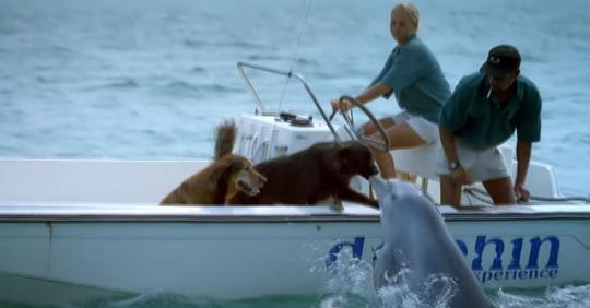 Hund auf See mit Familie erhält überwältigendes Geschenk von Delfin
