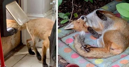 Er findet einen Fuchs in seinem Garten und es ist Liebe auf den ersten Blick