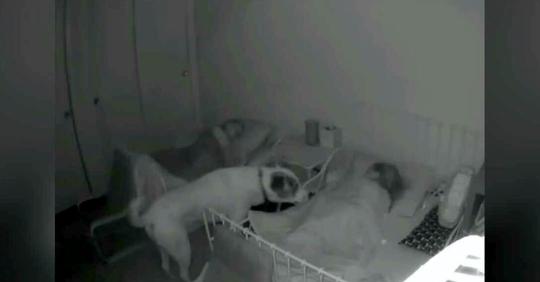 Dieser Hund kontrolliert jede Nacht, ob seine kleinen Besitzer eingeschlafen sind: ein praktisch perfektes „Kindermädchen“