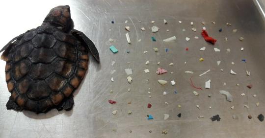 Herzzerreißendes Foto enthüllt Todesursache einer Baby Schildkröte