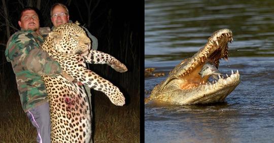 Scott Van Zyl: Krokodiljäger wird von Krokodilen gefressen