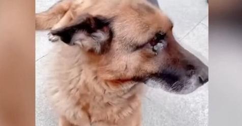 Pensionierter Deutscher Schäferhund Polizeihund 'weint' nach Wiedersehen mit Hundehalter
