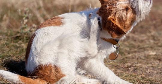 Haarlinge beim Hund: Parasiten erkennen und behandeln