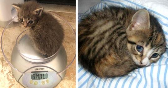 19 Fotos von derart niedlichen und winzigen Katzen, dass sie 'illegal' sein sollten