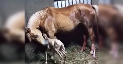 Seltene Geburt eines trächtigen Pferdes bringt Besitzer zum Laufen