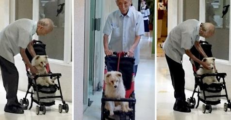 Älterer Mann bringt seinen alten Hund in einem Kinderwagen zum Tierarzt