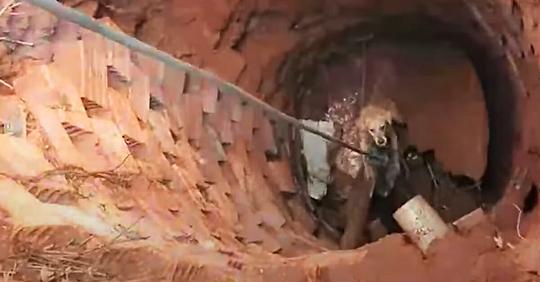 Im Brunnen gefangener Hund wickelt sich Seil um Körper, um bei eigener Rettung zu helfen