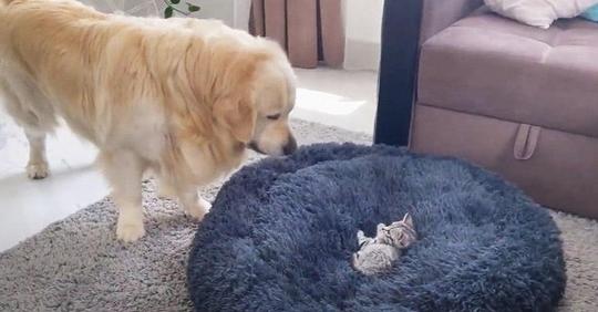 Golden Retriever kämpft urkomisch und liebenswert mit einem Kätzchen in seinem Hundebett