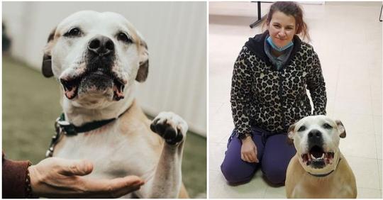 'Buddy' wurde vor 8 Jahren gestohlen: Familie wieder mit geliebtem Hund vereint