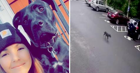 Hund läuft von zu Hause weg, um seine Besitzerin bei der Arbeit zu begleiten: Sie dachte, sie sei ausgesetzt worden