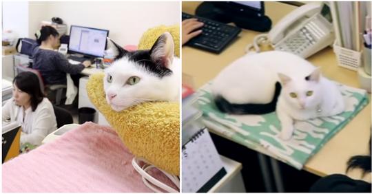 Katzen gegen Arbeitsstress: IT-Unternehmen nimmt 9 einsame Straßenkatzen in Büro auf