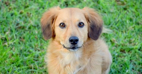 Hund bellt so laut, dass er seine Besitzer aufweckt und ein ertrinkendes Paar rettet