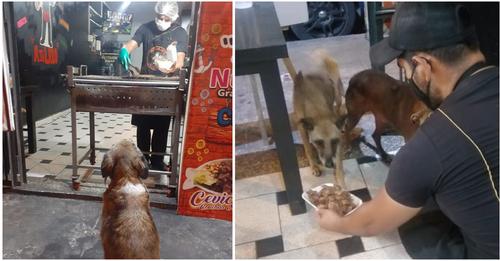 Restaurantbesitzer kocht für Tiere, die auf der Straße leben – sie werden zu seinen besten Gästen
