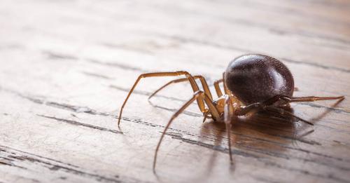 Neue Spinnenart nach Deutschland eingeschleppt - Biss kann zu Amputationen führen