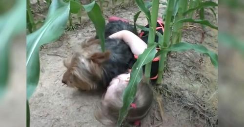 Hund rettet dreijährigem Mädchen, das sich in Maisfeld verläuft, das Leben