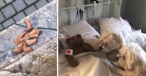Papa rettet den geliebten Teddybären des Hundes, nachdem er bei einem Sturm draußen gelassen wurde