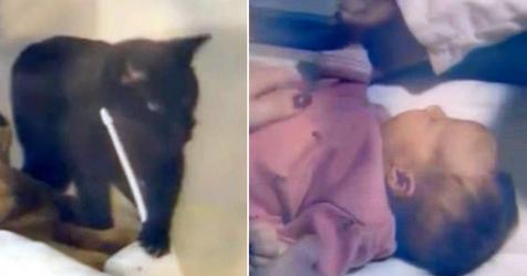 Schwarze Katze macht komische Geräusche über den Baby-Monitor, als die Mutter kommt, um nachzusehen, greift sie sofort zum Handy