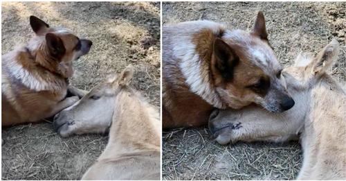Hund kümmert sich um kleines Fohlen, das seine Mutter verloren hat – Tierfreundschaft entsteht