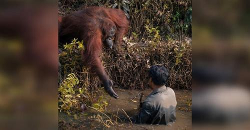 Orang Utan streckt seine Hand aus, um einem im Schlamm steckenden Mann zu helfen
