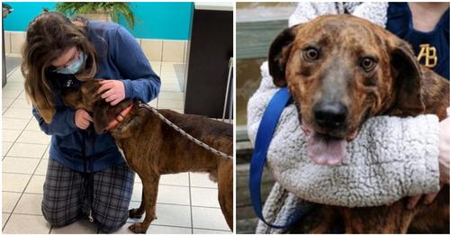 Hund aus Tierheim tröstet Mädchen mit Panikattacken – sie adoptiert ihn am nächsten Tag