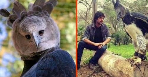 Harpye: Riesiger Adler sieht aus wie Mensch im Kostüm