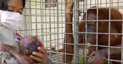 Orang-Utan-Mutter endlich wieder mit ihrem entführten Baby vereint – Ihre Reaktion rührt uns zu Tränen
