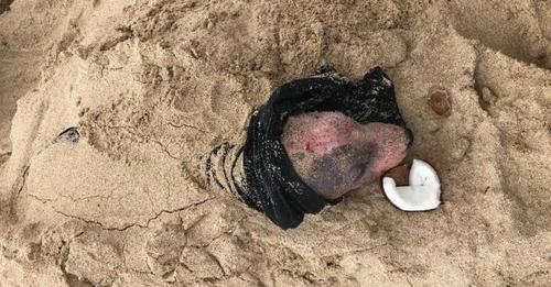 Hündin 'Leialoha' lebendig am Strand von Hawaii begraben