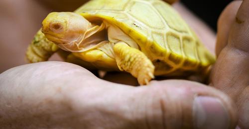 Weltweit erste Albino Galapagos Riesenschildkröte geschlüpft