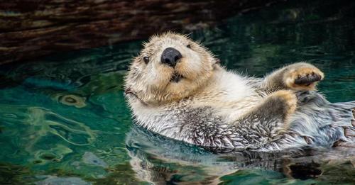 Mehr als nur niedlich: Wie Seeotter an Kanadas Pazifikküste helfen