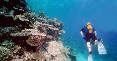 Erderwärmung lässt Great Barrier Reef absterben – 90 Prozent der Riffe bedroht