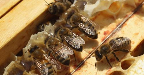 Glyphosat im Honig gefunden: Landwirt muss Imker Schadenersatz zahlen