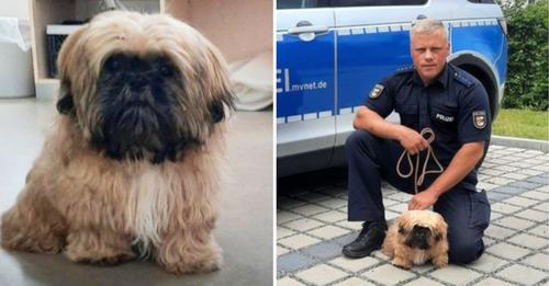 Polizist aus Greifswald macht es sich zur Aufgabe, den gestohlenen Hund einer ukrainischen Flüchtlingsfrau zurückzuholen