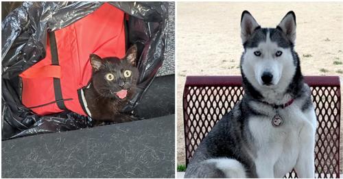 Hund hilft bei Rettung von Katze, die vom Besitzer in Plastiktüte zurückgelassen wurde