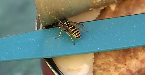 Wespen mit Sprühflasche vertreiben: So funktioniert es Share