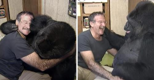 Robin Williams brachte die Gorilla Dame, die den Tod ihres Freundes betrauerte, nach sechs traurigen Monaten wieder zum Lachen