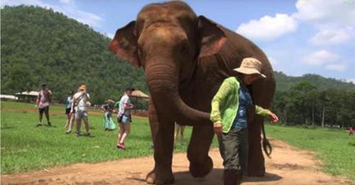 Elefantenmutter nimmt die Pflegerin mit, um Neugeborenes zu sehen und bittet sie um ein Schlaflied