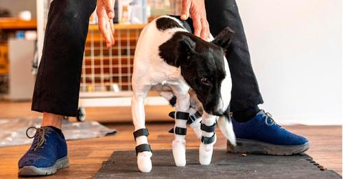 Tierschützer aus Deutschland versorgt kriegsverletzten Hund mit vier Beinprothesen