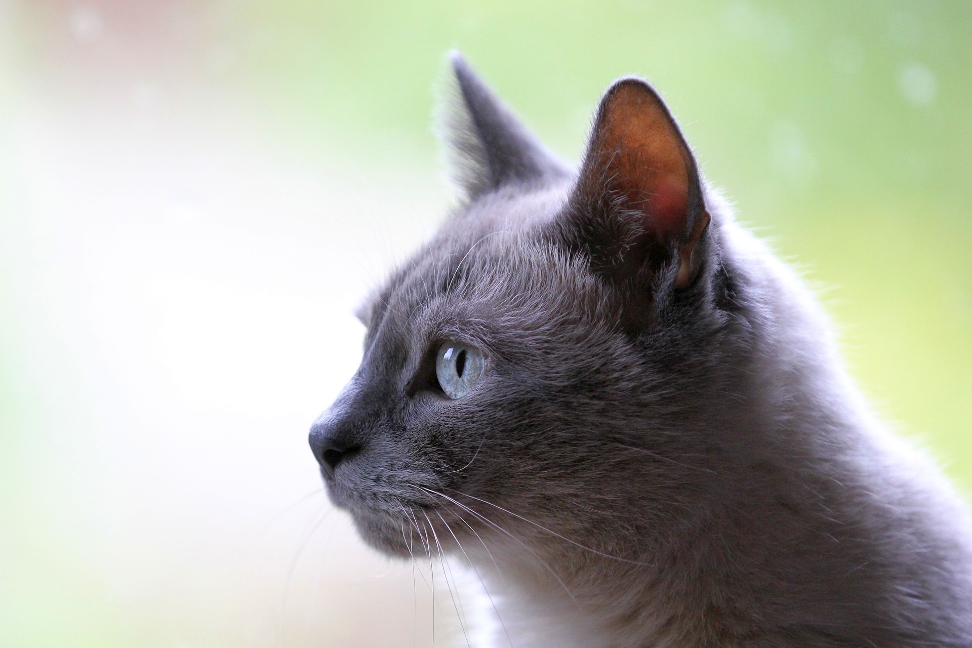Vermisste Katze kehrt nach Hause zurück – klingelt an Haustür der Besitzer