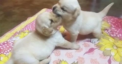 Labradorwelpen werden von ihrer Mutter während eines Streits zurechtgewiesen