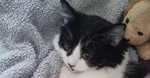 Kleine Katze überlebt dramatischen Sturz: Oreo fiel aus dem vierten Stock