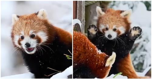 Rotes Panda-Jungtier überglücklich, als es zum ersten Mal Schnee sieht