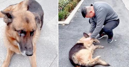 Emotionales Wiedersehen von Polizeihund im Ruhestand mit ehemaligem Begleiter