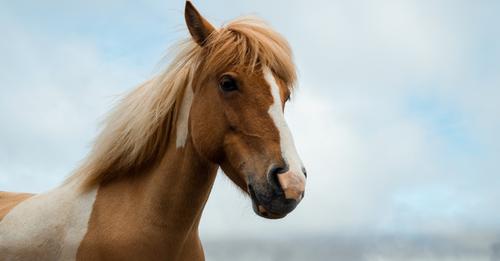 Wie viel PS hat eigentlich ein Pferd?