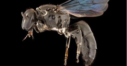 Seit mehr als 100 Jahren verschwunden: Uralte Bienenart wiederentdeckt