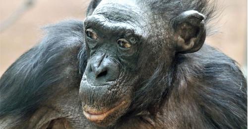 Ein langes Affenleben ist zu Ende – Bonobo-Weibchen Margrit stirbt mit über 70 Jahren