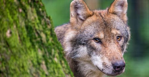 'Nicht mehr vom Aussterben bedroht': Streng geschützter Wolf in Tirol zum Abschuss freigegeben